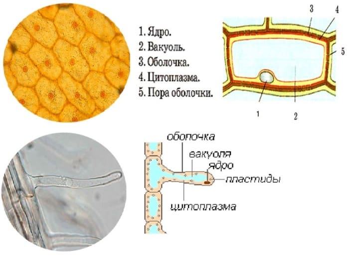 Строение клетки корневого волоска. Строение клетки корневого волоска строение клетки корневого волоска.