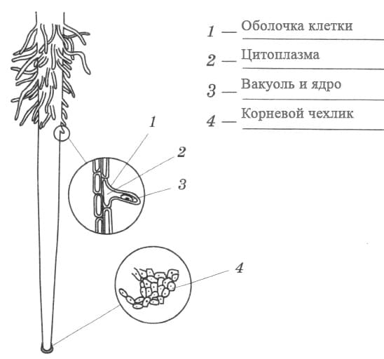 Клетка корневого волоска рисунок. Корневой чехлик и корневые волоски рисунок. Строение корневого чехлика и корневого волоска. Лаб раб корневой чехлик и корневые волоски. Лабораторные работы по биологии 6 класс корневой чехлик.