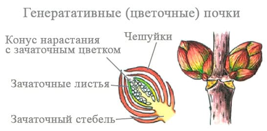 Строение почки биология 6 класс. Строение почек расположение почек. Лабораторная строение почек 6 класс. Строение почек расположение почек на стебле. Сравните строение почки и побега.