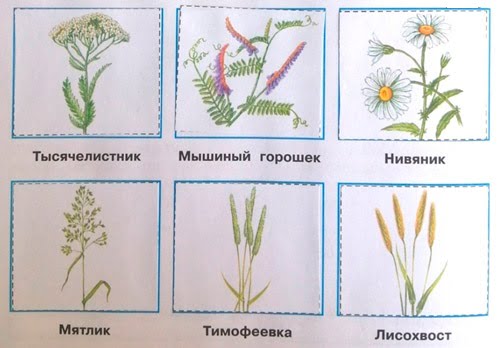 Отметь растения. Мама Серёжи и Нади интересуется знаешь ли ты растения Луга. Луговые травы 4 класс Плешаков. Растения Луга 4 класс окружающий мир рабочая тетрадь. Определи растения Луга изображенные в приложении.